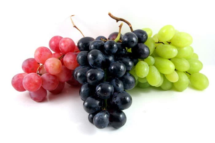 Ugni Blanc