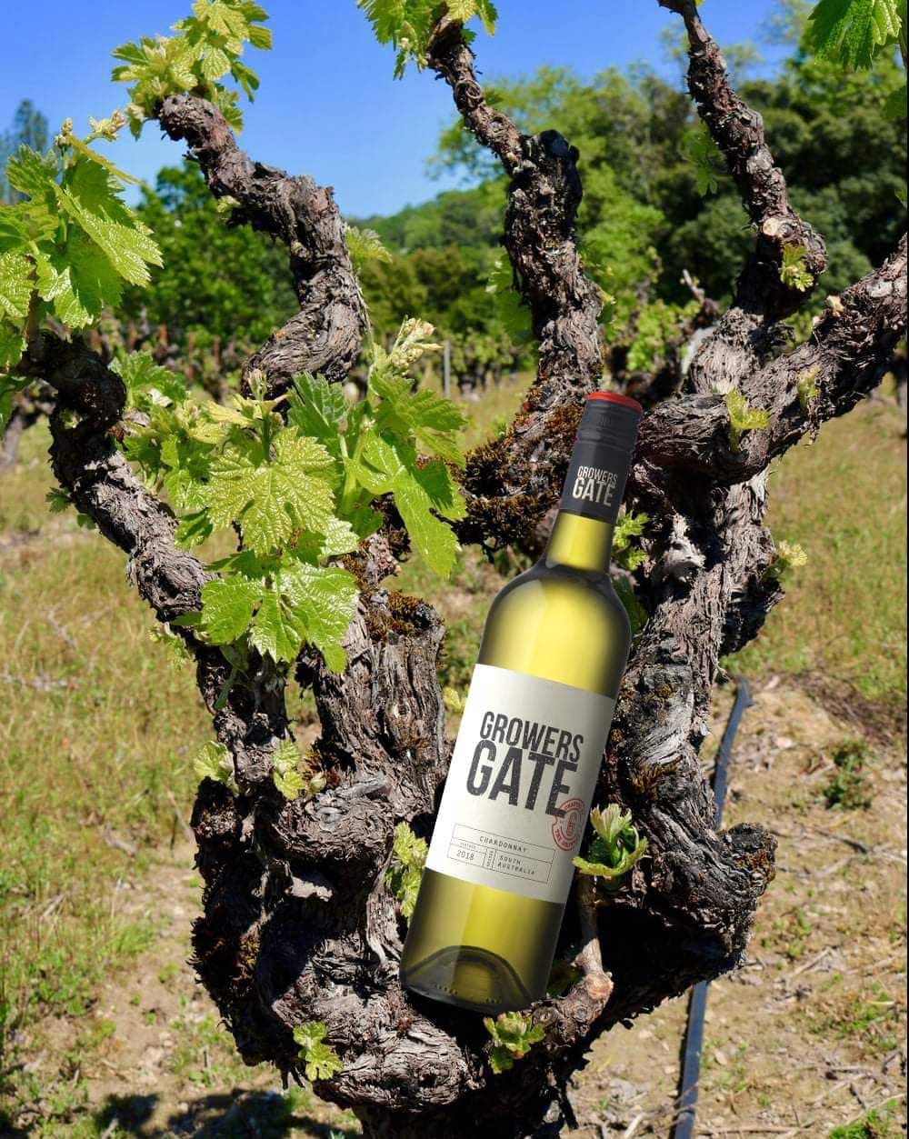 Ruou Vang Uc Growers Gate Chardonnay 3