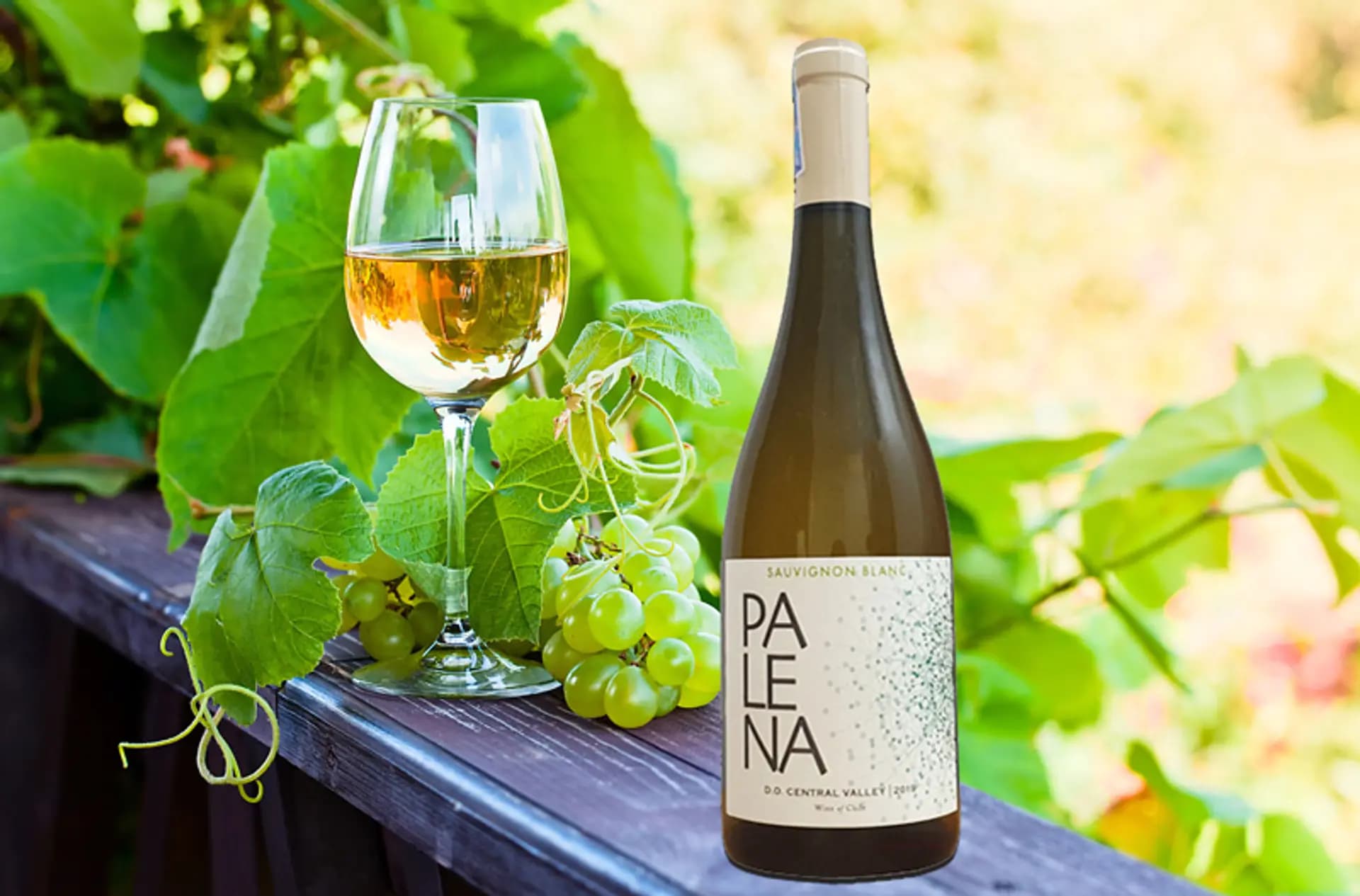 Ruou Vang Chile Palena Sauvignon Blanc 3