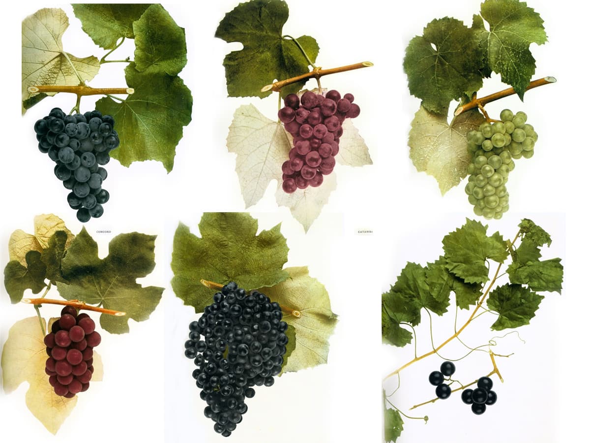 Native Wine Grapes America