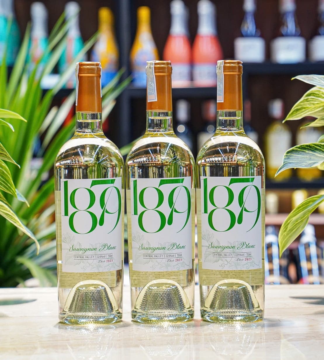Ruou Vang Trang 1879 Sauvignon Blanc 3