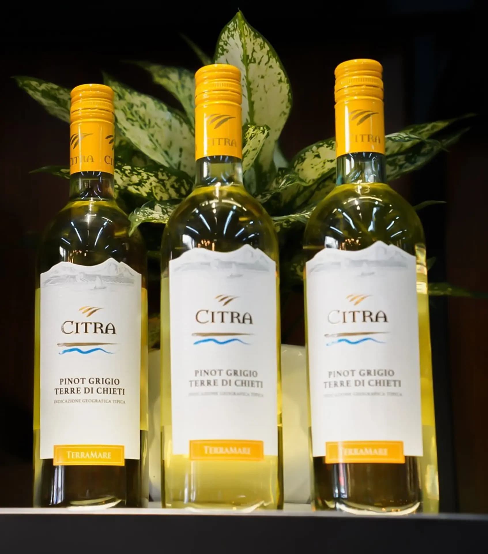 Ruou Vang Y Citra Pinot Grigio 5